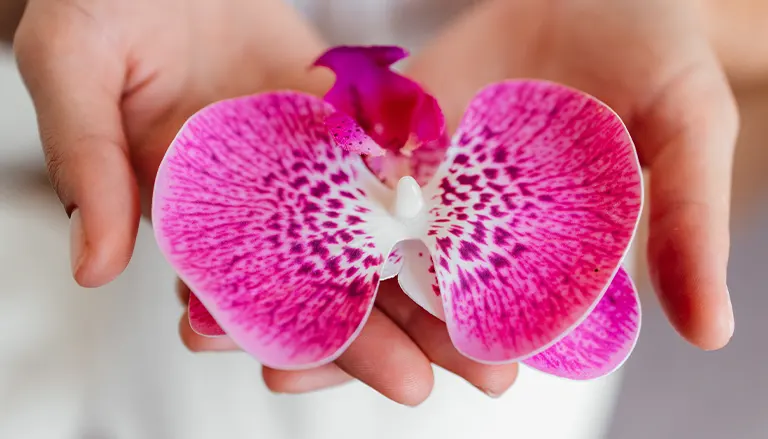 Sexologia Dr. Gustavo Moreira